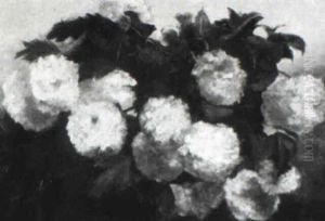 Hydrangeas
