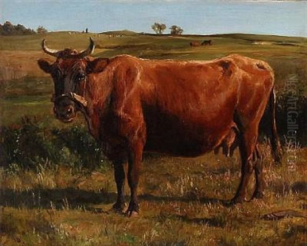 A Red Cow In The Field - view 1