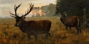 Kronhjortene Ere Tidlig Om Morgenen Inde I Bygmarken by Otto Bache