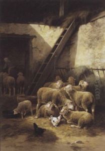 Schapen In De Stal