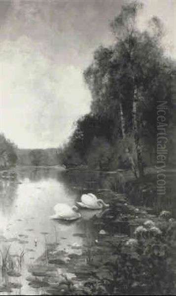 Swans Feeding At A Riverbank - view 1