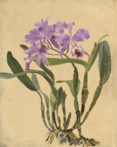 Studie Einer Rosa Bluhenden Cattleya Orchidee - view 1
