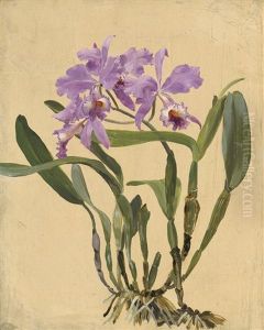 Studie Einer Rosa Bluhenden Cattleya Orchidee