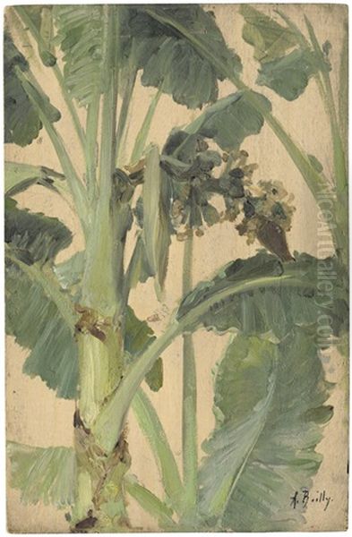Studie Einer Bananenpflanze - view 1
