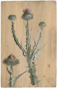 Studie Einer Distel