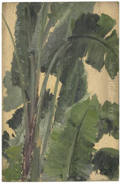 Studie Einer Bananenpflanze - view 1