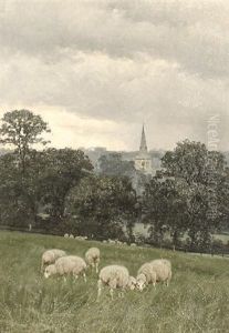 Sheep On Hampstead Heath