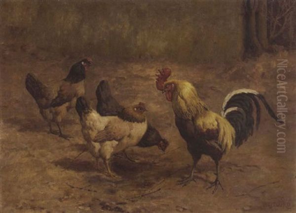 Chickens And A Rooster - view 1
