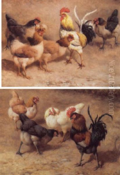 Cockerel And Hens - view 1
