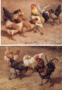 Cockerel And Hens