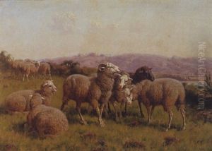 Sheep (no.4) Sheep (no.4)