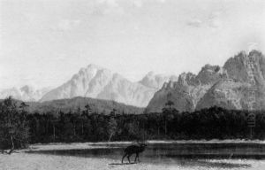 Cerf Pres D'un Lac