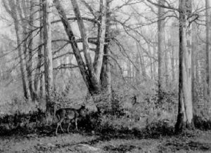 Deer In An Autumn Wood