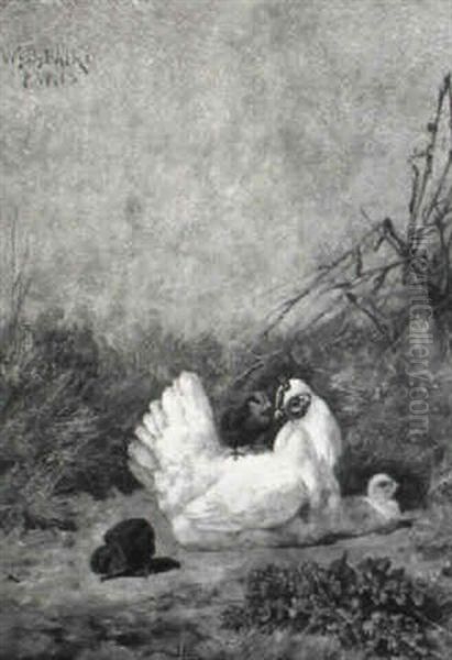 Mother Hen Tending Her New Chicks - view 1
