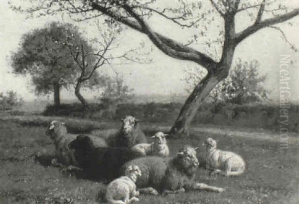 Sheep Resting Under Blossom - view 1