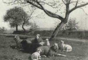 Sheep Resting Under Blossom