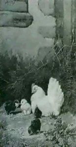 A Mother Hen And Her Chicks by William Baptiste Baird