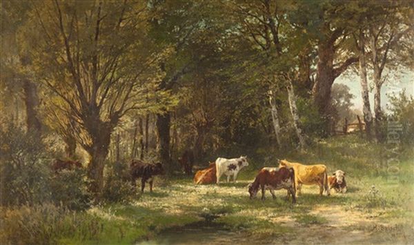 Kuhe Auf Besonnter Lichtung Am Waldrand - view 1