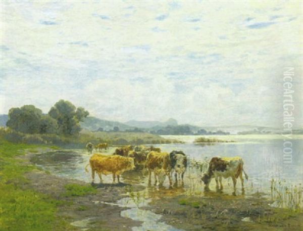 Kuhe An Der Tranke Am Ufer Eines Oberbayerischen Sees - view 1