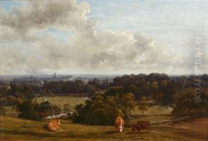 Cattle Grazing In The Grounds Of Stoneleigh Park