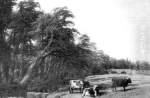 The Wood In The Jepson Gardens