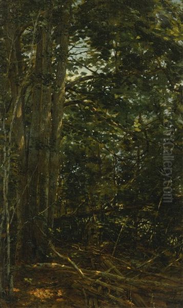 Deep In The Woods - view 1