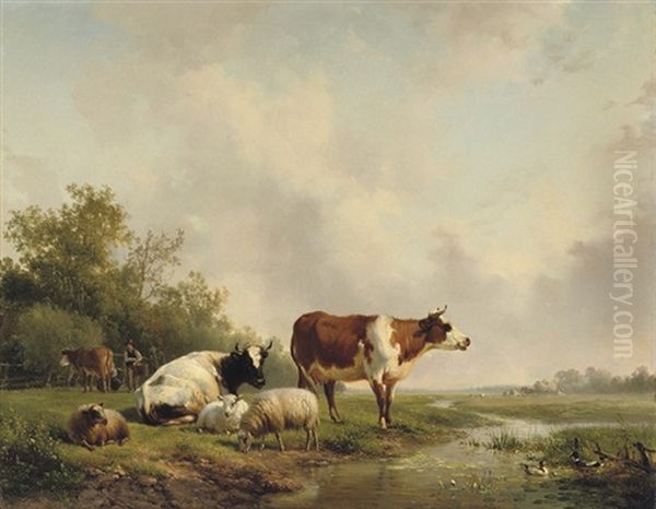 Resting Cattle In A Meadow - view 1