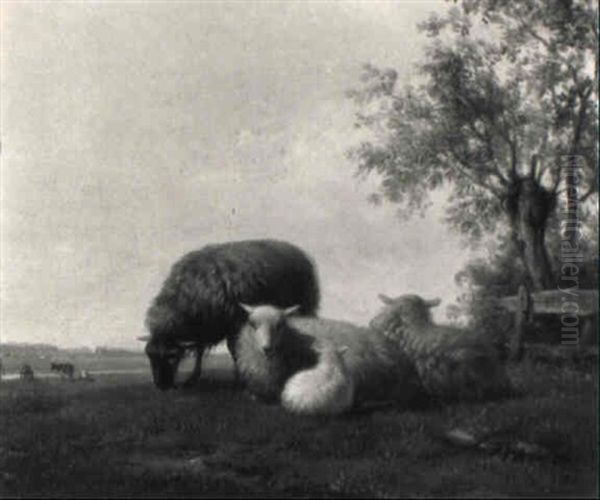 Sheep In A Wooded Meadow - view 1
