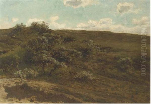 Shrubs On The Heath - view 1