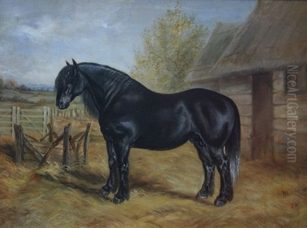 Portrait Of A Welsh Black Cob Horse - view 1