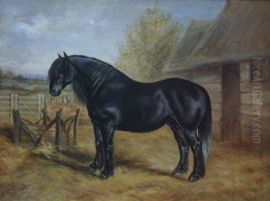 Portrait Of A Welsh Black Cob Horse