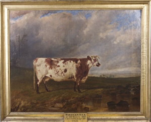Prize Cow Britannia, Standing In A North Meath Landscape - view 1