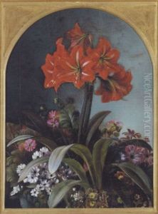 Blomstrende Amaryllis