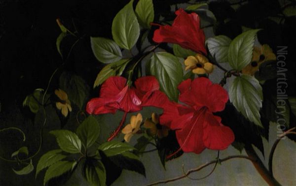 Blomstrende Hibiscus - view 1