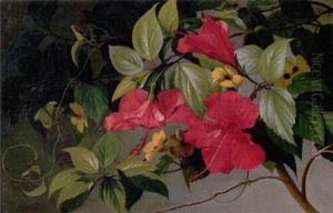 Hawaiiblomster (hibiscus) by Carl Vilhelm Balsgaard