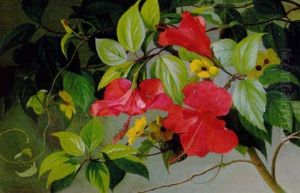 Hawaiiblomster