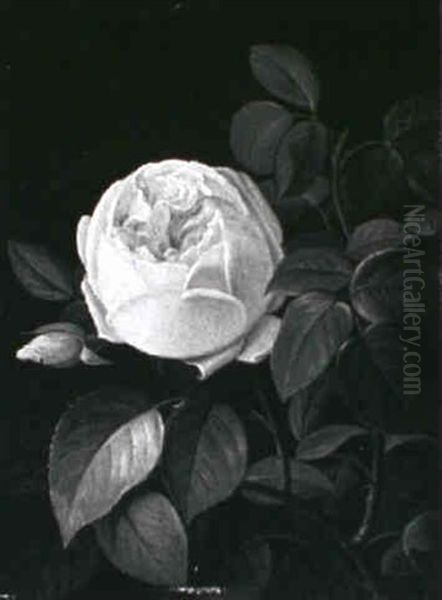 Lyserod Rose - view 1