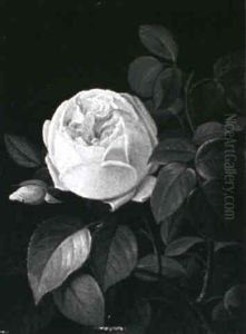 Lyserod Rose Lyserod Rose