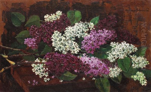 Lilac - view 1