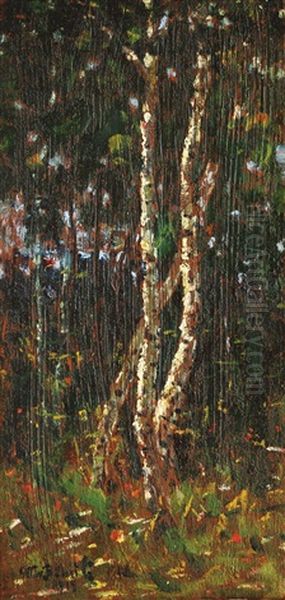 Birches - view 1