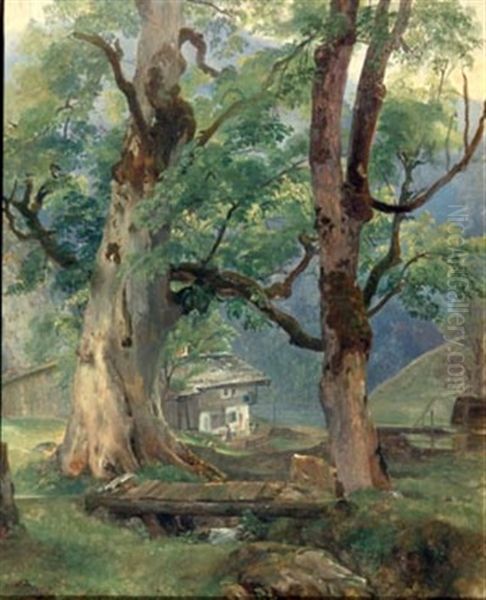 Ahornbaume Beim Konigsee - view 1