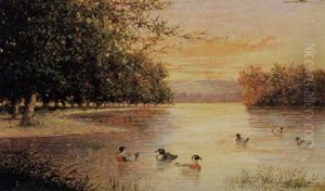 Anatare Nel Lago Anatare Nel Lago