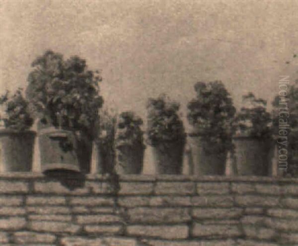 Vasi Di Gerani - view 1