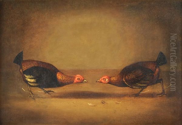 Cock Fighting - view 1
