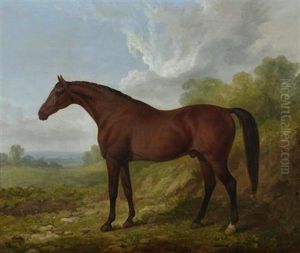 Das Pferd "rubens" Das Pferd "rubens"