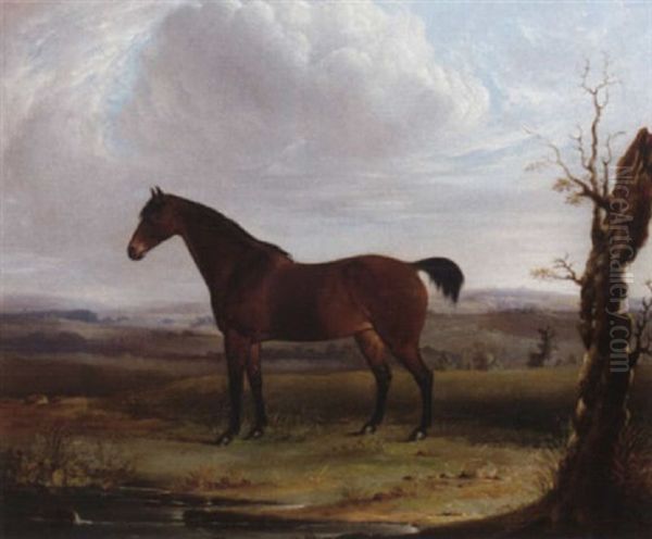 A Bay Hunter In An Extensive Landscape - view 1
