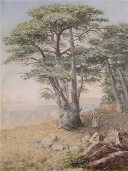 Sous Un Cedre De L'atlas - view 1