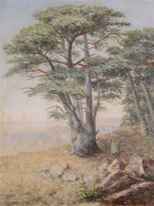 Sous Un Cedre De L'atlas Sous Un Cedre De L'atlas