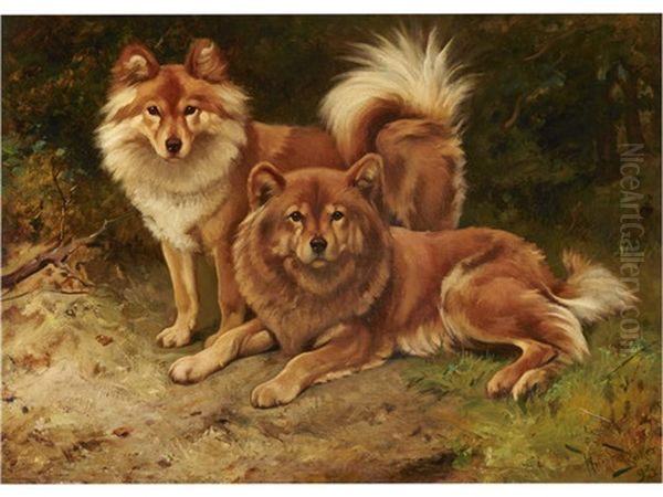 Two Finnish Spitz - view 1