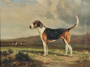 Fox Hound Wicklow